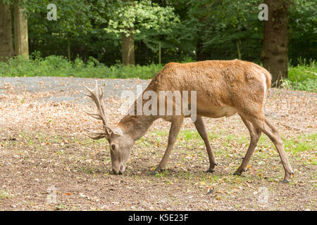 Red Deer rovistando per ghiande nel tipico bosco britannico Foto Stock