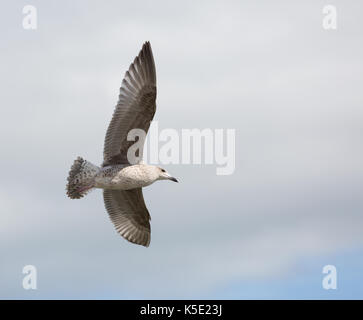 Unico gabbiano in volo su blu cielo molto nuvoloso Foto Stock