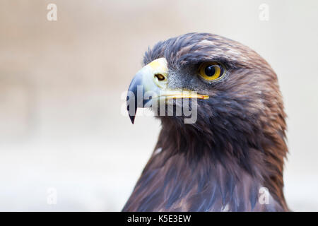 Ritratto di un salvato golden eagle Foto Stock