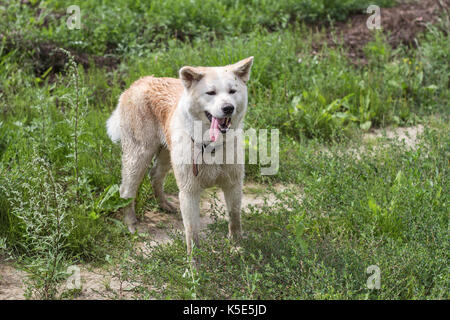 Divertente carino giapponese Akita inu con la sua lingua spuntavano in estate in un campo su un naturale sfondo verde. Foto Stock