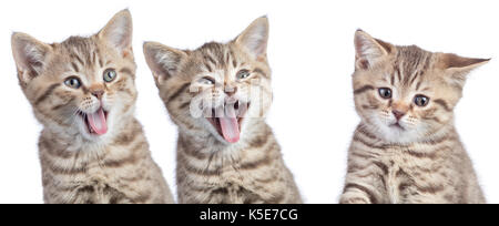 Gatti divertenti con opposte emozioni. Due felice e un infelice o triste gattini isolato su bianco Foto Stock