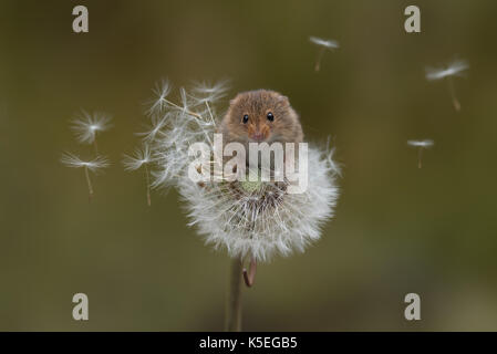 Un raccolto di saldi del mouse precariamente su un orologio di tarassaco con i semi al vento Foto Stock