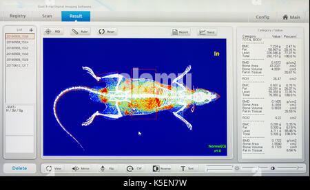 Immagine digitale di animale x-ray software in monitor Foto Stock