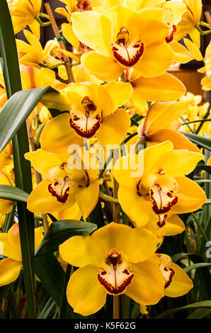 Di colore giallo brillante cymbidium fiori di orchidea Foto Stock