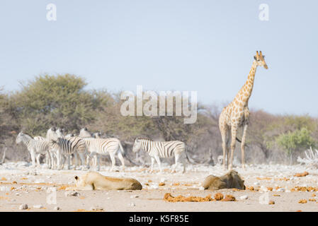 Due maschi giovani leoni pigro disteso sul terreno. zebre e giraffe (defocalizzata) passeggiate indisturbate in background. wildlife safari in Etosha Foto Stock