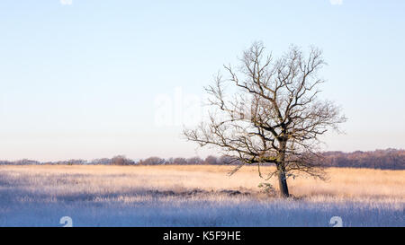 Unico albero sfrondato in mezzo a un campo illuminato dal sole al mattino Foto Stock