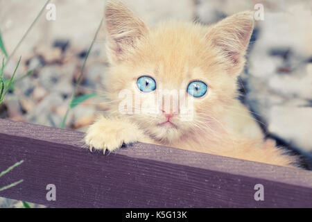 Affascinante piccolo di color pesca gattino con gli occhi blu mettere la zampata sulla riga Foto Stock