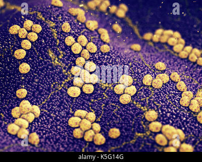 Colonia di staphylococcus aureus batteri che causano infezioni della pelle , resistenti agli antibiotici malattie infettive Foto Stock