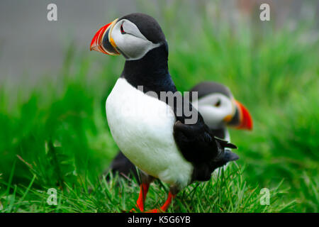 I puffini su una scogliera vicino bakkagerdi, in oriente fiordi regione, Islanda Foto Stock