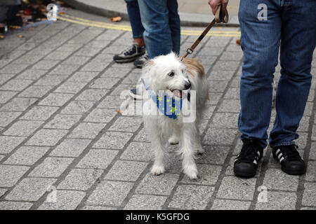 Londra, Regno Unito. Il 9 settembre, 2017. Un cane indossa un fazzoletto decorate con stelle dell'UE, durante il popolo del marzo per l'Europa, un anti-Brexit rally, il 9 settembre 2017 Credit: Dominic Dudley/Alamy Live News Foto Stock