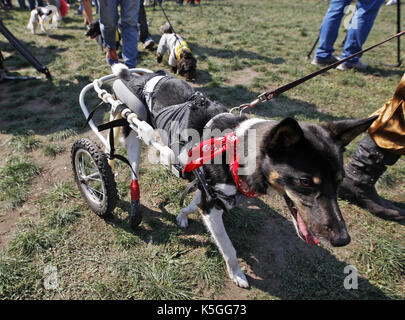 Kiev, Ucraina. 9 Sep, 2017. I cani con i loro padroni di partecipare a un concorso durante un giubileo esposizione di cani Mongrel 'Coppa di barbos - 2017' di Kiev, in Ucraina, il 9 settembre 2017. Credito: serg glovny/zuma filo/alamy live news Foto Stock