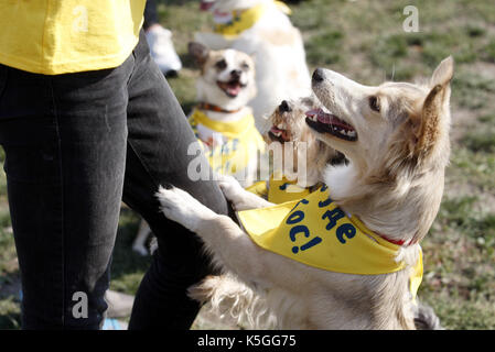 Kiev, Ucraina. 9 Sep, 2017. I cani con i loro padroni prendere parte alla competizione durante un giubileo esposizione di cani Mongrel 'Coppa di barbos - 2017' di Kiev, in Ucraina, il 9 settembre 2017. Credito: serg glovny/zuma filo/alamy live news Foto Stock