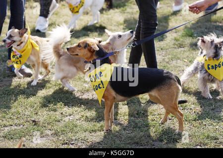 Kiev, Ucraina. 9 Sep, 2017. I cani con i loro padroni di partecipare a un concorso durante un giubileo esposizione di cani Mongrel 'Coppa di barbos - 2017' di Kiev, in Ucraina, il 9 settembre 2017. Credito: serg glovny/zuma filo/alamy live news Foto Stock