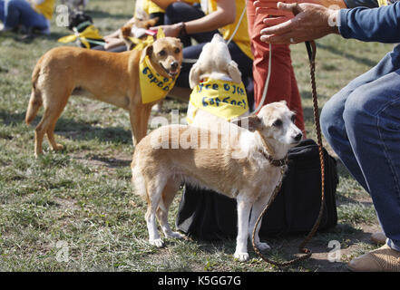 Kiev, Ucraina. 9 Sep, 2017. I cani con i loro padroni di partecipare a un concorso durante un giubileo esposizione di cani Mongrel 'Coppa di barbos - 2017' di Kiev, in Ucraina, il 9 settembre 2017. Credito: serg glovny/zuma filo/alamy live news Foto Stock