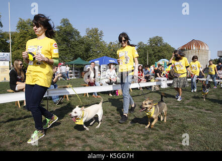 Kiev, Ucraina. 9 Sep, 2017. I cani con i loro padroni di partecipare a un concorso durante un giubileo esposizione di cani Mongrel 'Coppa di barbos - 2017' di Kiev, in Ucraina, il 9 settembre 2017. Credito: serg glovny/zuma filo/alamy live news Foto Stock