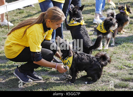 Kiev, Ucraina. 9 Sep, 2017. I cani con i loro padroni prendere parte alla competizione durante un giubileo esposizione di cani Mongrel 'Coppa di barbos - 2017' di Kiev, in Ucraina, il 9 settembre 2017. Credito: serg glovny/zuma filo/alamy live news Foto Stock