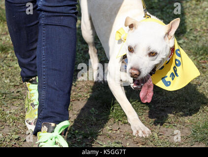 Kiev, Ucraina. 9 Sep, 2017. un cane senza una zampa anteriore con il suo maestro di partecipare a un concorso durante un giubileo esposizione di cani Mongrel 'Coppa di barbos - 2017' di Kiev, in Ucraina, il 9 settembre 2017. Credito: serg glovny/zuma filo/alamy live news Foto Stock