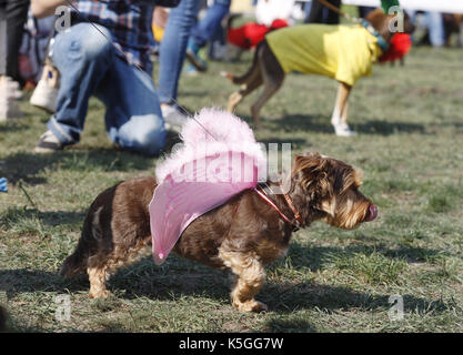 Kiev, Ucraina. 9 Sep, 2017. I cani con i loro padroni di partecipare a un concorso durante un giubileo esposizione di cani Mongrel 'Coppa di barbos - 2017' di Kiev, in Ucraina, il 9 settembre 2017. Credito: serg glovny/zuma filo/alamy live news Foto Stock