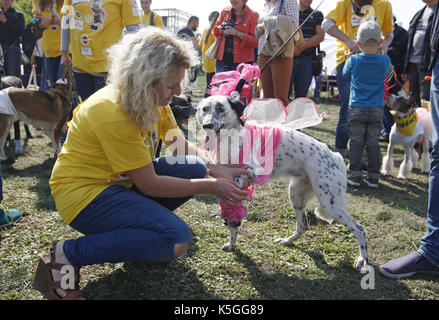 Kiev, Ucraina. 9 Sep, 2017. I cani con i loro padroni prendere parte alla competizione durante un giubileo esposizione di cani Mongrel 'Coppa di barbos - 2017' di Kiev, in Ucraina, il 9 settembre 2017. Credito: serg glovny/zuma filo/alamy live news Foto Stock