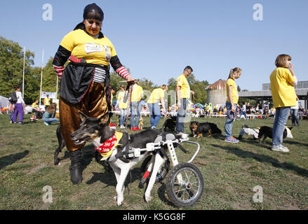 Kiev, Ucraina. 9 Sep, 2017. I cani con i loro padroni di partecipare a un concorso durante un giubileo esposizione di cani Mongrel 'Coppa di barbos - 2017' di Kiev, in Ucraina, il 9 settembre 2017. Credito: serg glovny/zuma filo/alamy live news Foto Stock