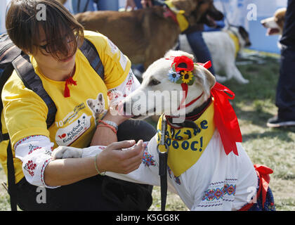 Kiev, Ucraina. 9 Sep, 2017. I cani con i loro padroni prendere parte alla competizione durante un giubileo esposizione di cani Mongrel 'Coppa di barbos - 2017' di Kiev, in Ucraina, il 9 settembre 2017. Credito: serg glovny/zuma filo/alamy live news Foto Stock