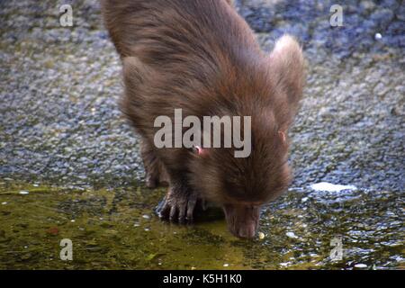 Famiglia o pastore di hamadryas baboon in un giardino zoologico, papio hamadryas, scimmia del vecchio mondo in uno zoo, sacro baboon harem Foto Stock