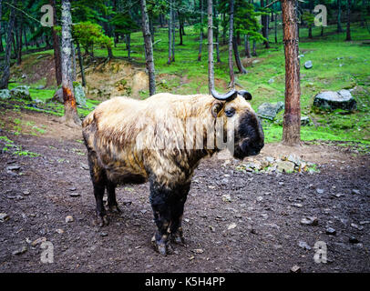 Ritratto di takin di capra e di mucca come animale simbolo del Bhutan. takin si trovano nelle foreste di bambù ad altitudini di 1.000 a 4.500 metri. Foto Stock