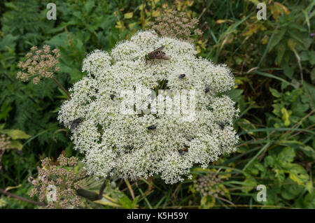 Più vola la raccolta del polline di un bianco fiori di bosco Foto Stock