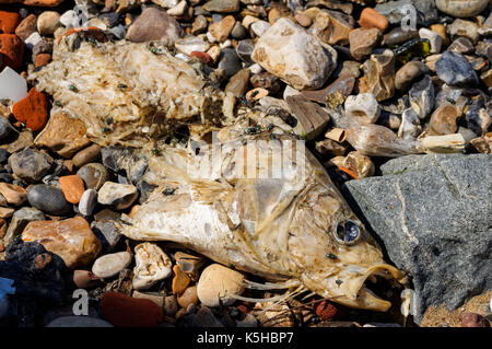 Pesci marci sulla riva del fiume Tamigi, Londra England Regno Unito Regno Unito Foto Stock