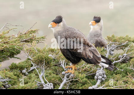 Crested Caracara Foto Stock