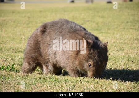 Wombat Foto Stock