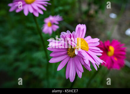 Fiori anormali. a doppia testa margherite rosa. naturale sfondo sfocato. Foto Stock