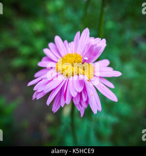 Fiore di anormale. doppia testa rosa daisy. naturale sfondo sfocato. Foto Stock