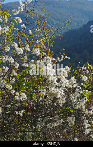 Clematis vitalba, "uomo vecchio con la barba' o 'treveller gioia dell', esso produce semi che sono vento disperso sui monti Aurunci, Esperia, Italia Foto Stock