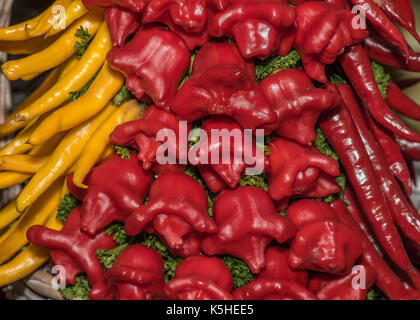 Primo piano di cayenne d'oro, campana rossa e di Natale o peperoncini rosa esposti in uno spettacolo di fiori in Inghilterra Foto Stock