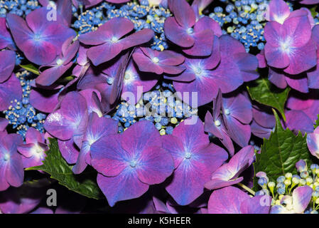 In prossimità di una massa di fiori di ortensie, varietà kardinal violetta a flower show in Inghilterra. blu violetto petali con gemme di colore blu Foto Stock