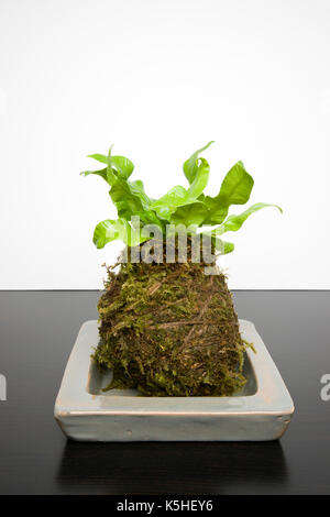 Kokedama un bonsai giapponese varietà Foto Stock