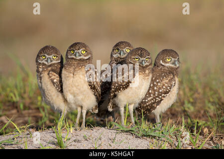 I capretti scavando Civetta (Athene cunicularia) in piedi da burrow in Florida Foto Stock