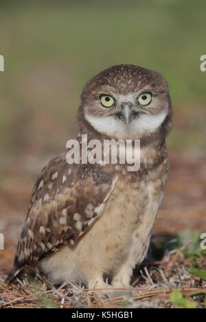 Scavando la civetta (Athene cunicularia) Foto Stock