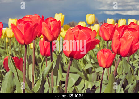 Rosso e tulipani gialli sono fioritura nei campi durante l annuale skagit valley tulip festival nello stato di Washington. Foto Stock