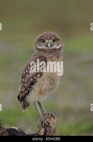 Scavando il gufo appollaiate su un ramo Foto Stock