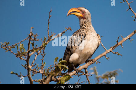 Southern Yellow-fatturati Hornbill (Tockus leucomelas) Foto Stock