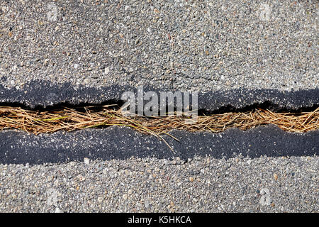 Chiudere l immagine di una strada di spaccatura riempita con gli aghi di pino, profondità di campo, abstract background. Foto Stock