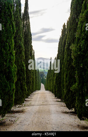Tipica toscana viale di cipressi che conduce verso il basso a partire da una collina Foto Stock