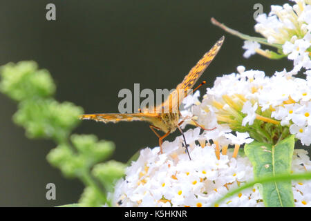 Verde scuro fritillary farfalla sulla buddleia bianco fiori, Eversley Hampshire REGNO UNITO Foto Stock