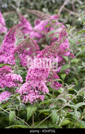 Buddleja x pikei 'rosa delizia' Fiori. Foto Stock