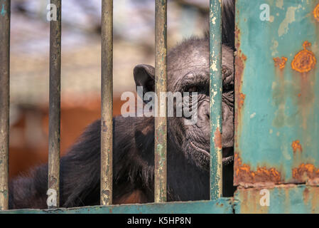 La scimmia guarda la fotocamera in zoo, fissando la scimmia guarda anche se la gabbia