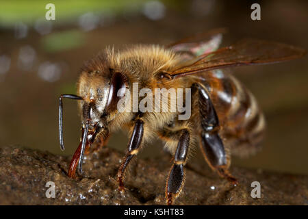 Il miele europeo bee acqua potabile Foto Stock