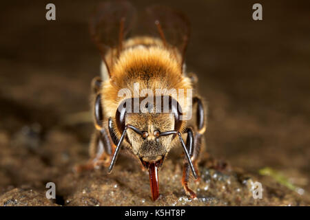 Il miele europeo bee acqua potabile Foto Stock