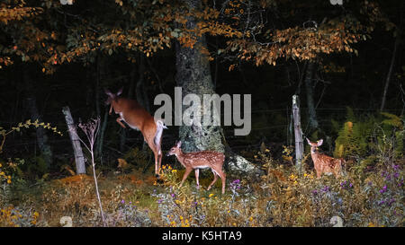 Doe e cerbiatti culbianco cervi nel pieno fiore di prato margini di boschi sotto gli alberi nel bordo di erba di recinzione madre deer sollevamento 2 baby deer carolina del Nord Foto Stock